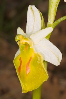 Unusual colour forms of wild orchids are sometimes encountered on our phtography trips